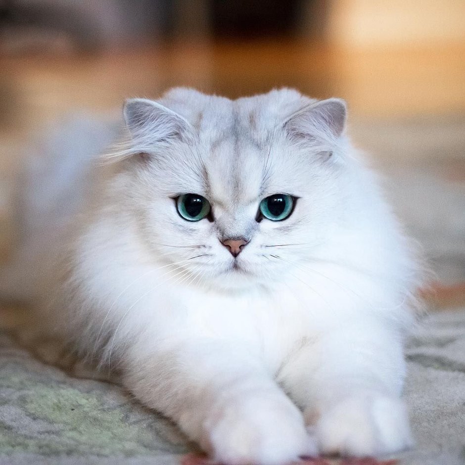 Красивые пушистые котята