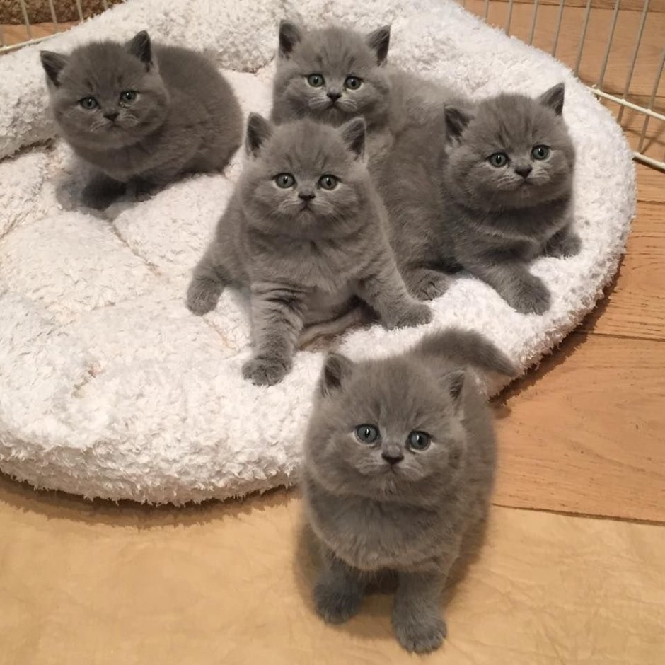 Котики Шотландские вислоухие