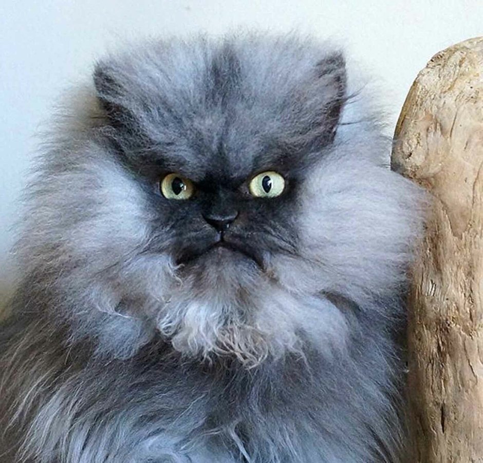 Британские плюшевые коты