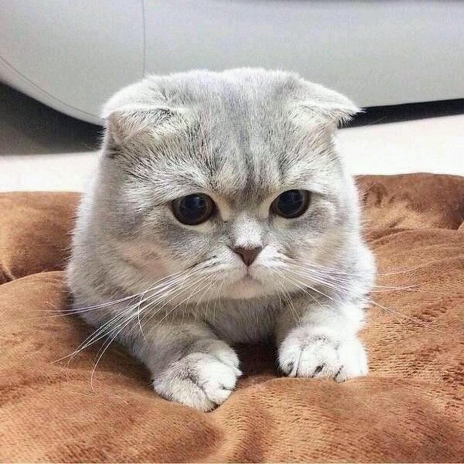 Кот сфинкс экзот