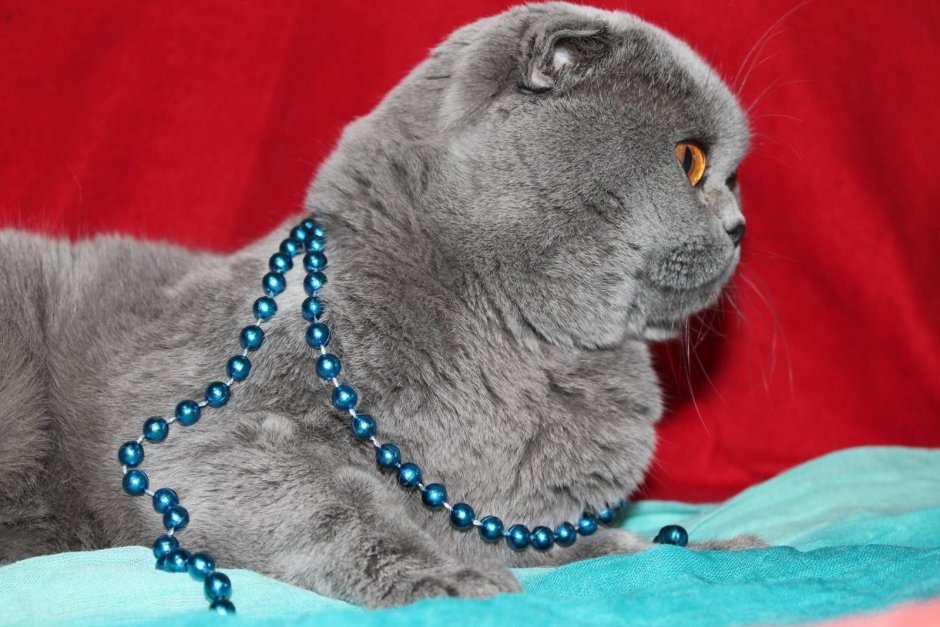Шотландская вислоухая шиншилла