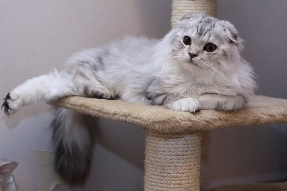 Персидская кошка чёрная вислоухая