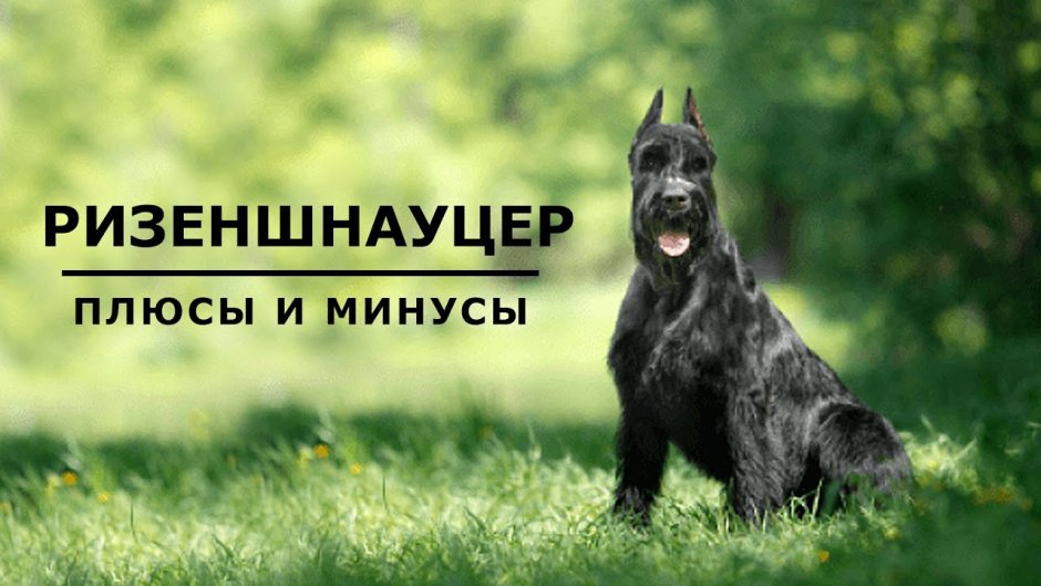Ризеншнауцер перец с солью