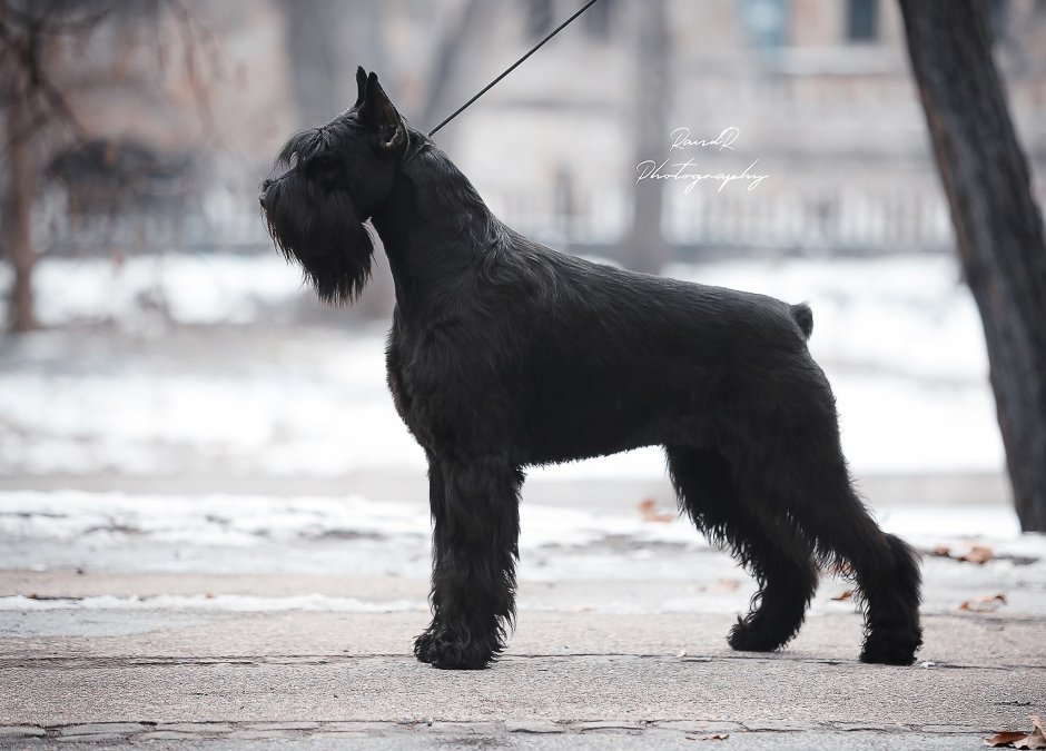 Ризеншнауцер черный с серебром