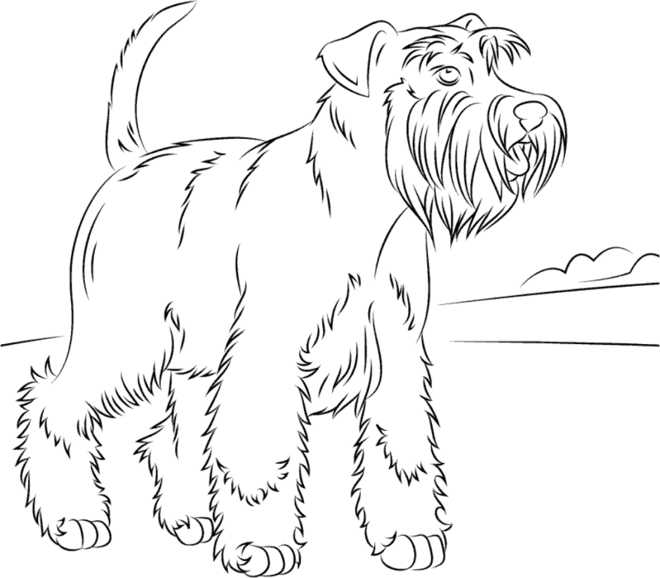 Giant Schnauzer