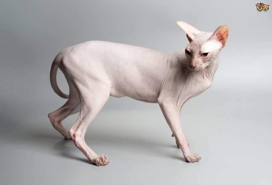 Коты сфинксы