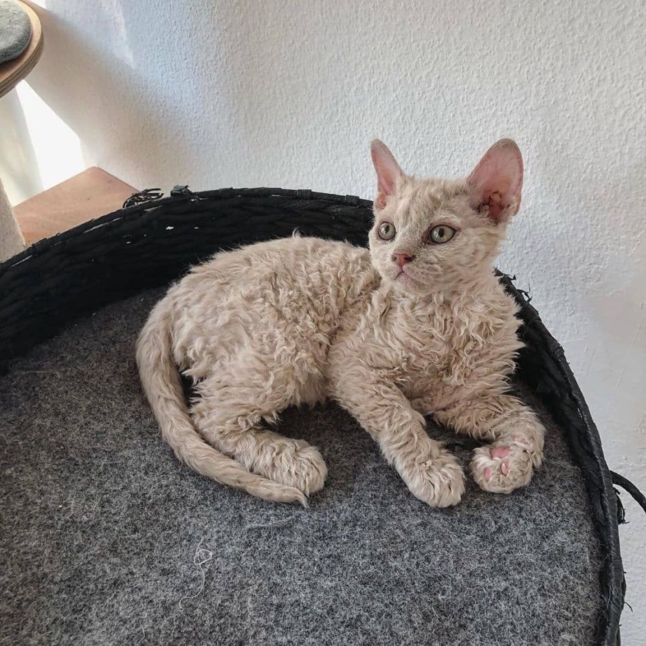Харизматичные коты
