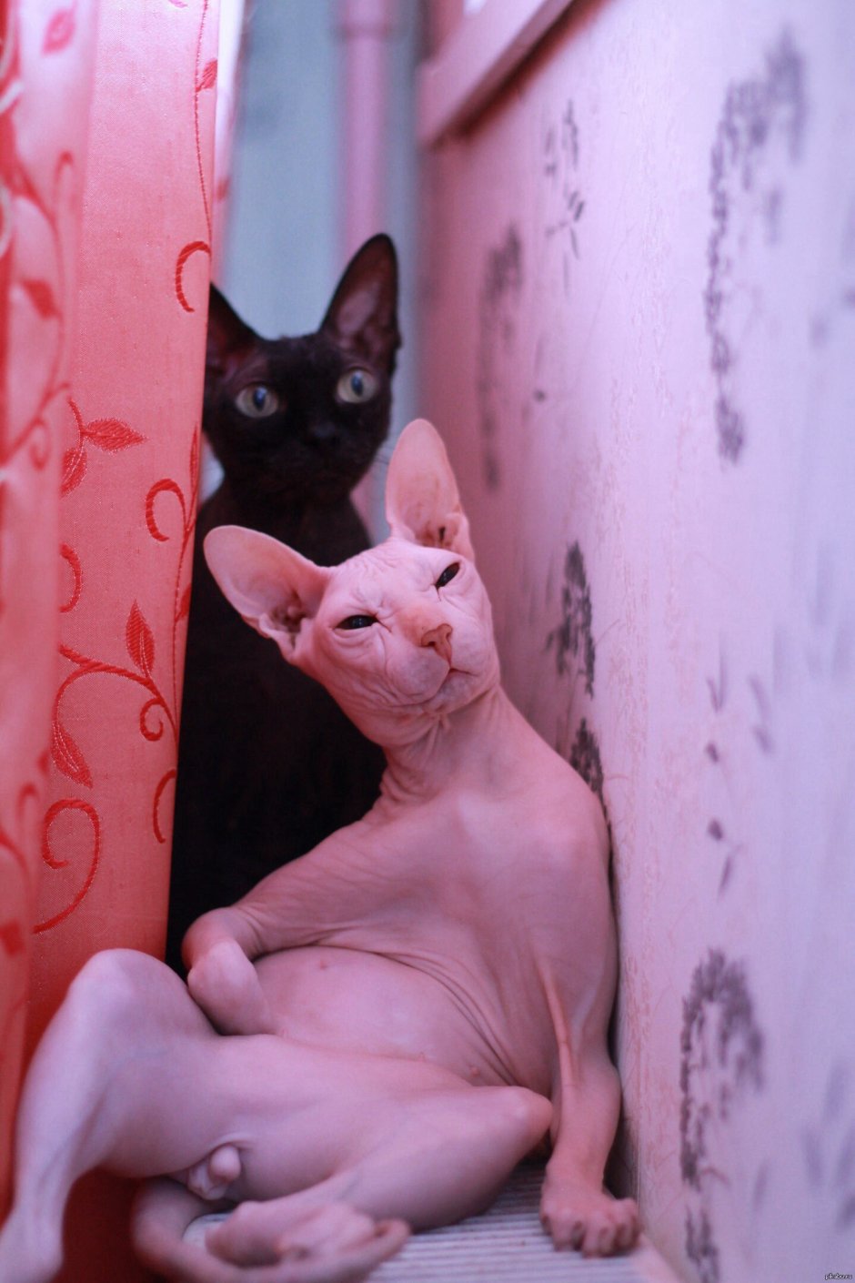 Дальневосточный сфинкс кот