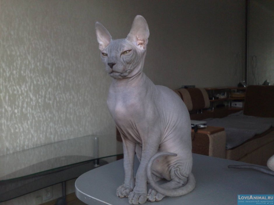 Кот грузин порода Ориентал