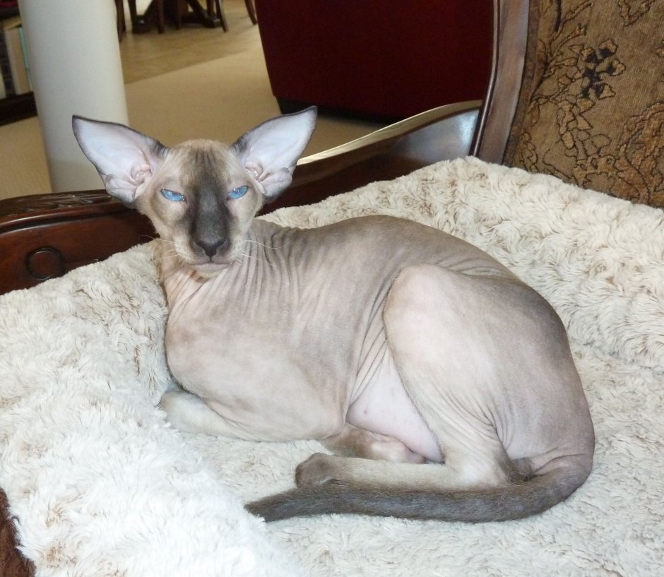 Корниш рекс рыжий