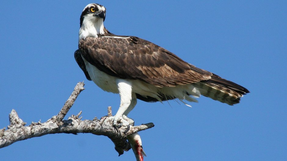 Скопа (Pandion haliaetus)