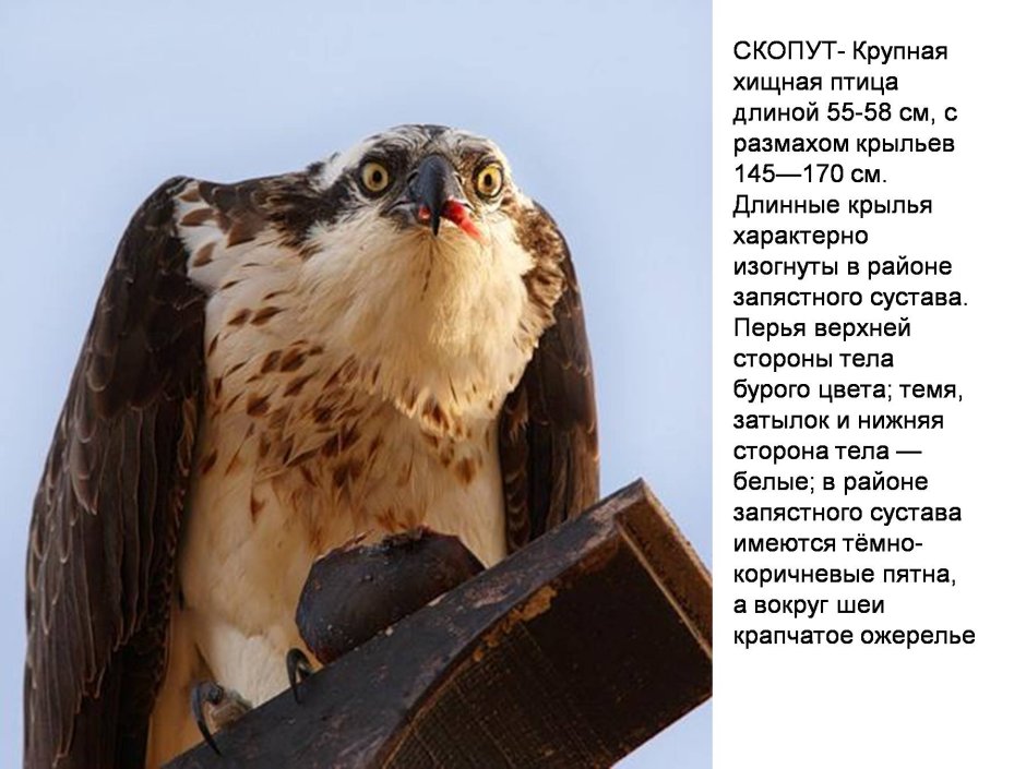 Скопа хищная птица