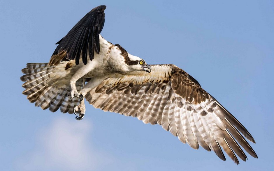 Osprey qush