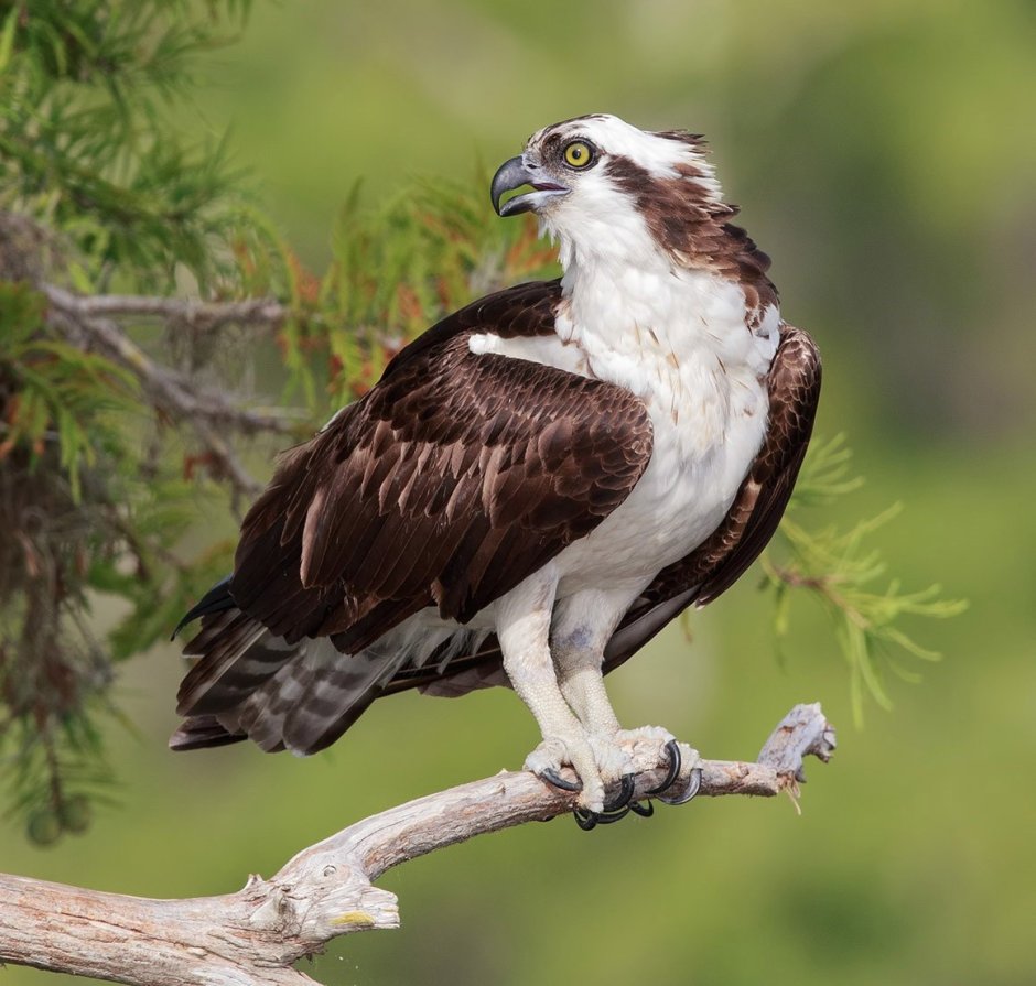 Скопа (Pandion haliaetus)