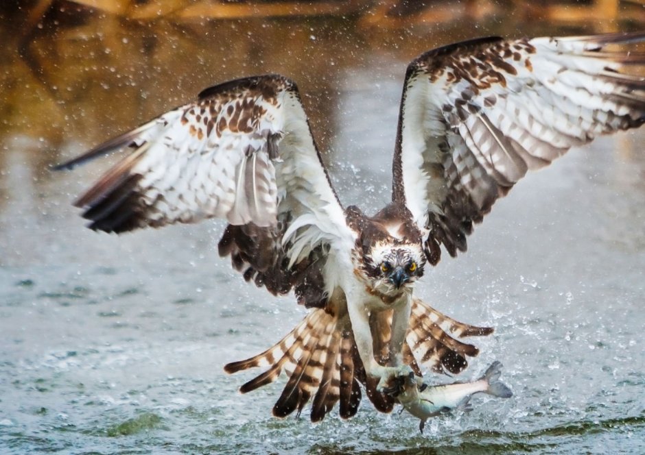 Скопа (Pandion haliaetus)
