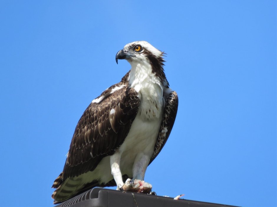 Скопа (Pandion haliaetus l.)