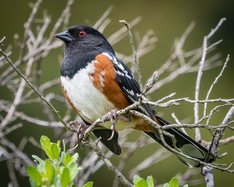 Spotted Towhee птица