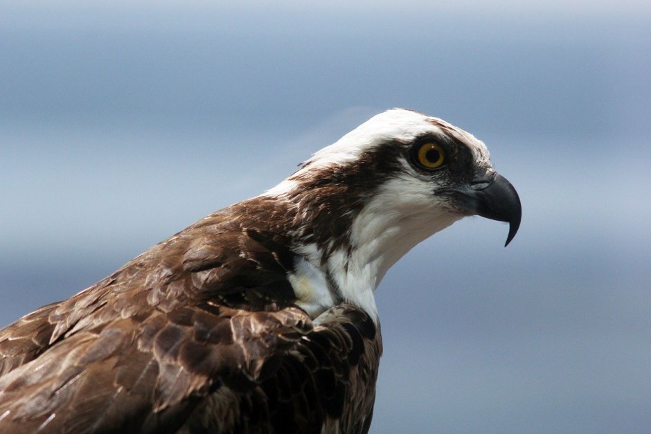 Скопа (Pandion haliaetus l.)