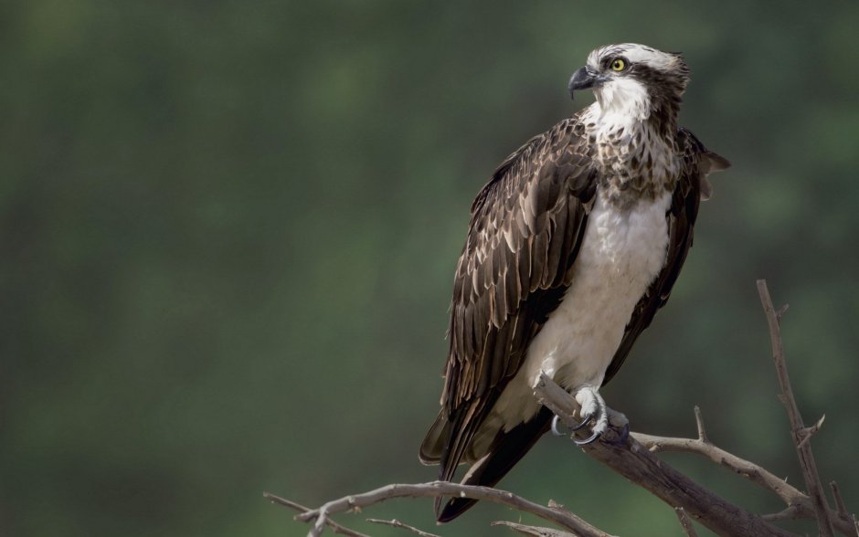 Pandion haliaetus