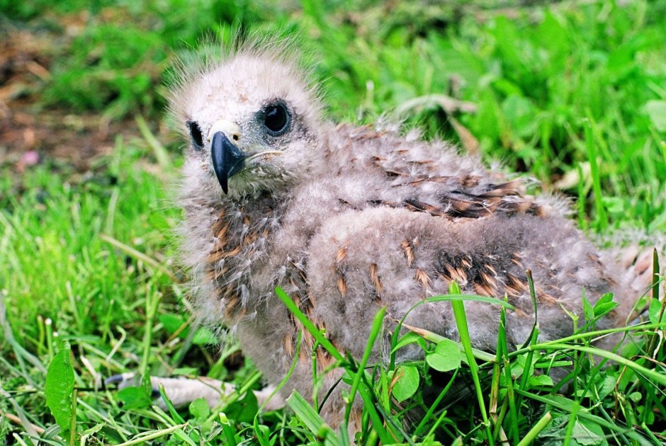 Скопа (Pandion haliaetus)