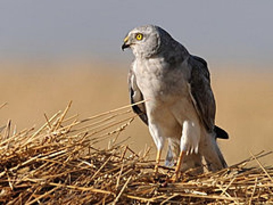 Скопа – Pandion haliaetus (Linnaeus, 1758)