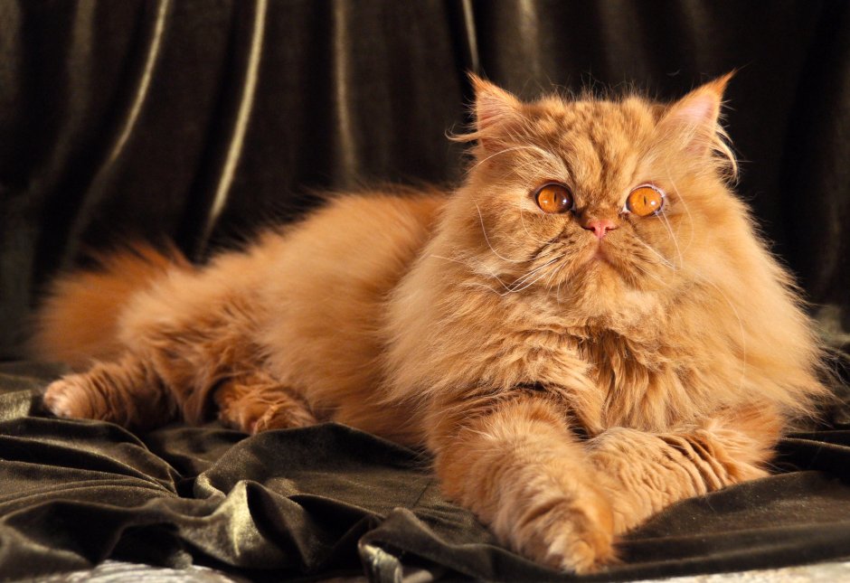 Рыжий персидский котенок