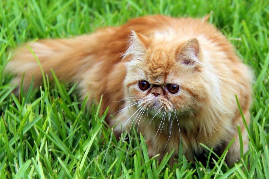 Красный персидский кот