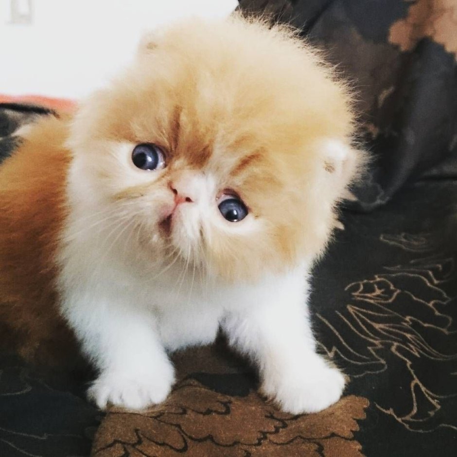 Персидские котята персиковые