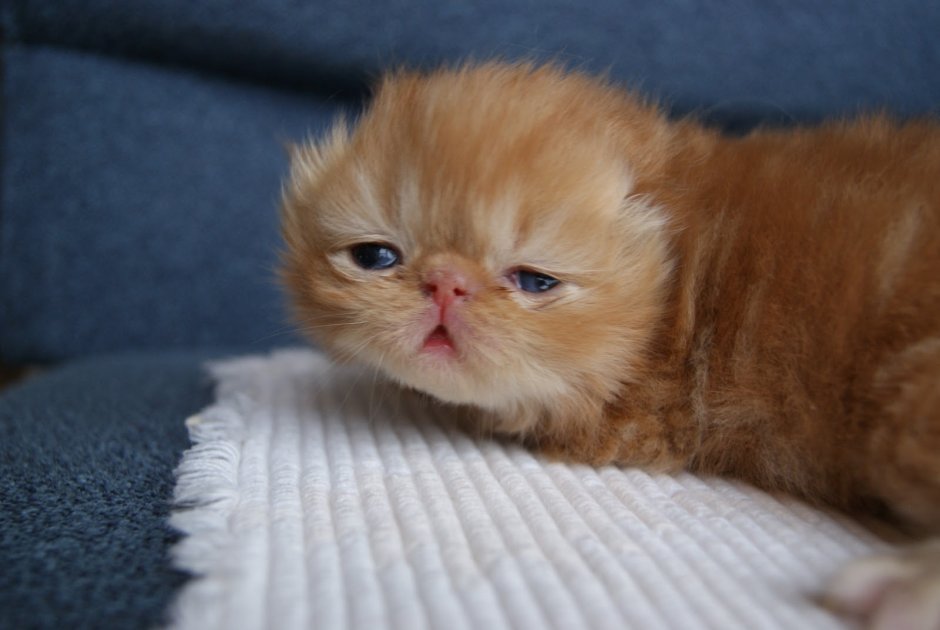 Рыжий персидский котенок