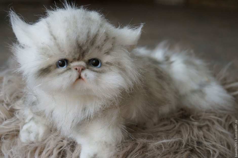 Котята рыжие пушистые милые