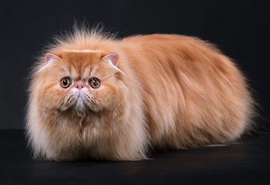 Рыжий персидский котенок