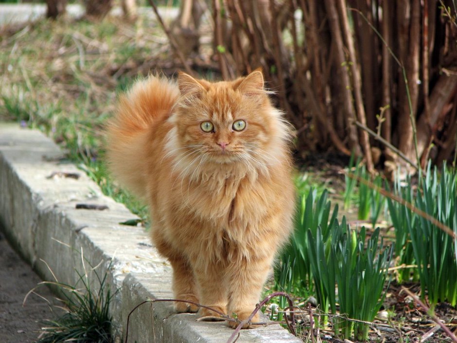 Рыжий персидский котенок