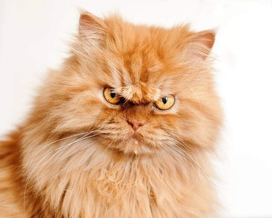 Рыжий персидский кот