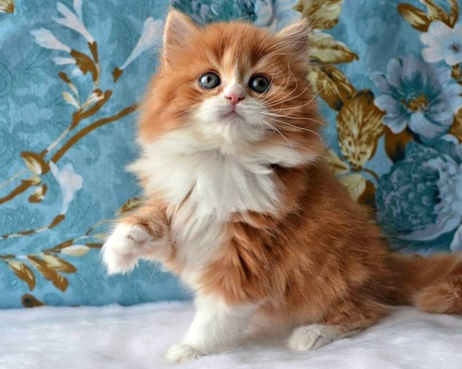 Художник Гарри Дженкинс картины кошки