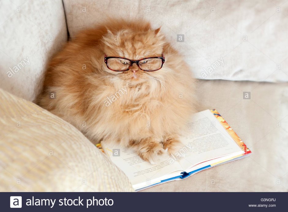 Королевский персидский кот