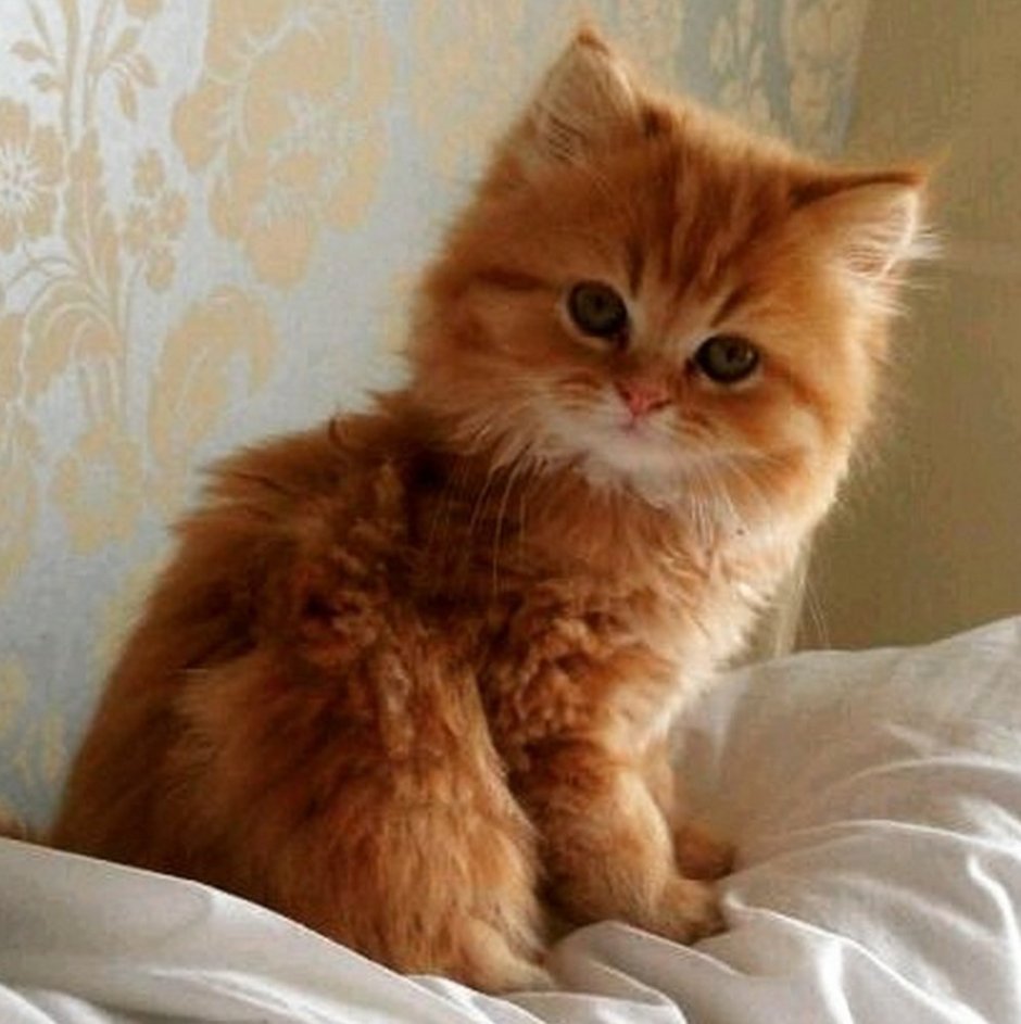 Злой рыжий котенок