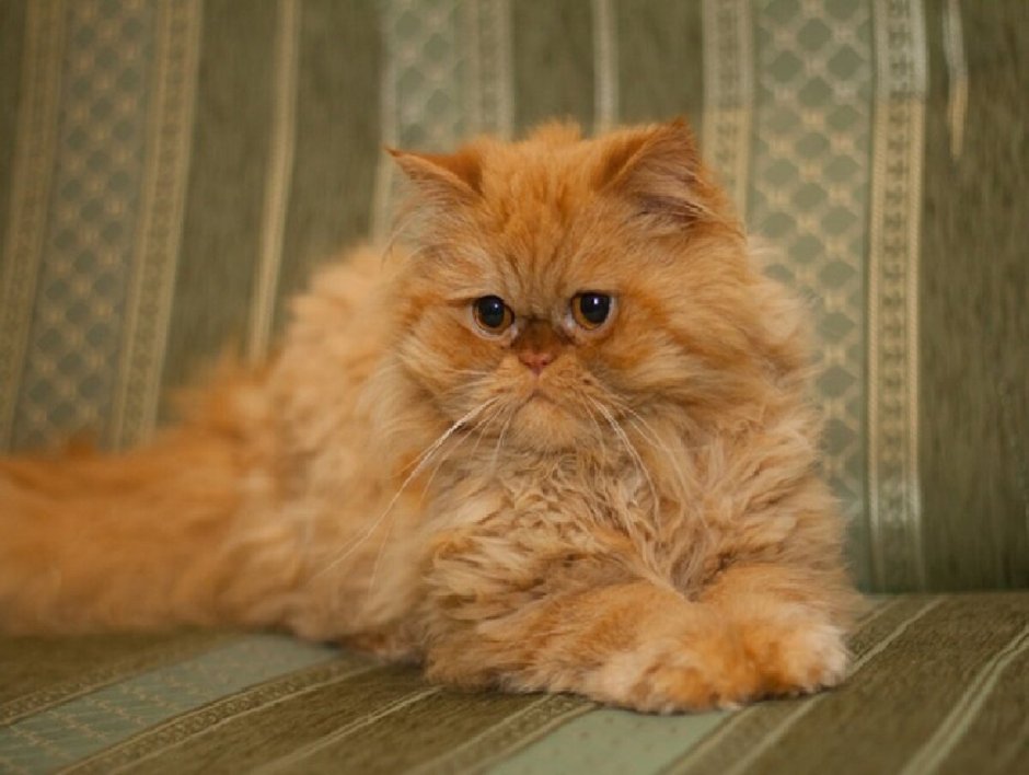Сибирская кошка котята рыжие