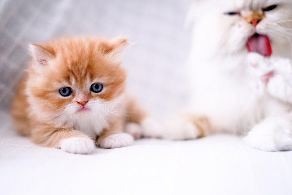 Британская длинношерстная кошка смузи котята
