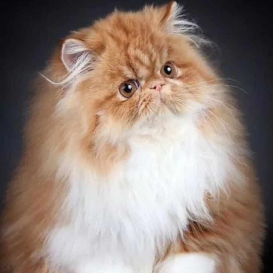 Рыжий персидский кот в полный рост