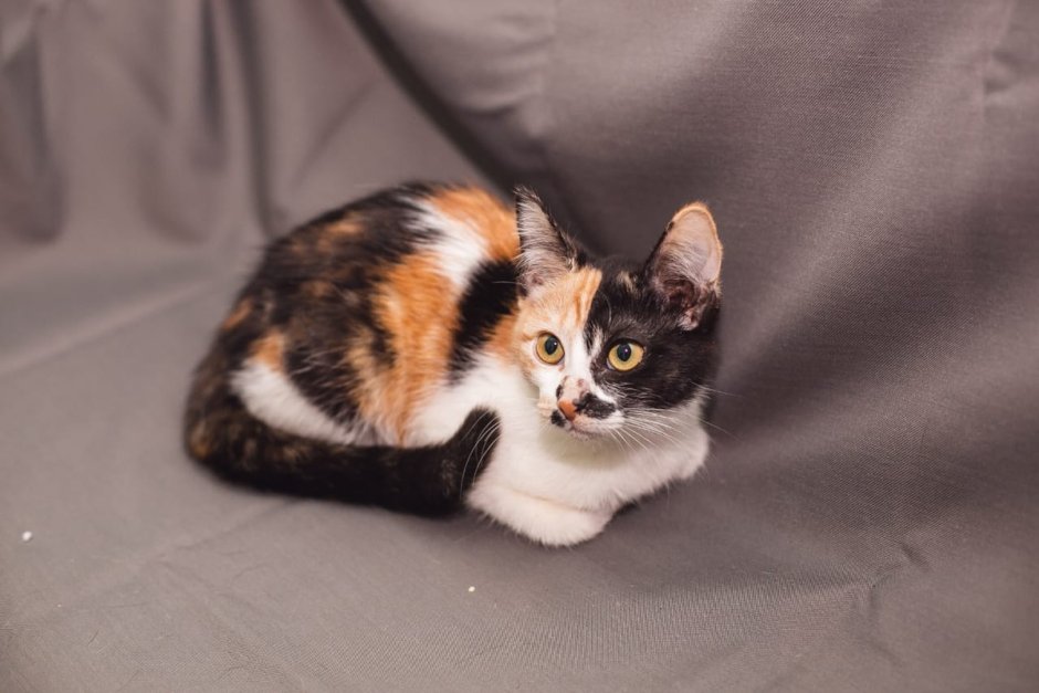 Ми ми милые котики
