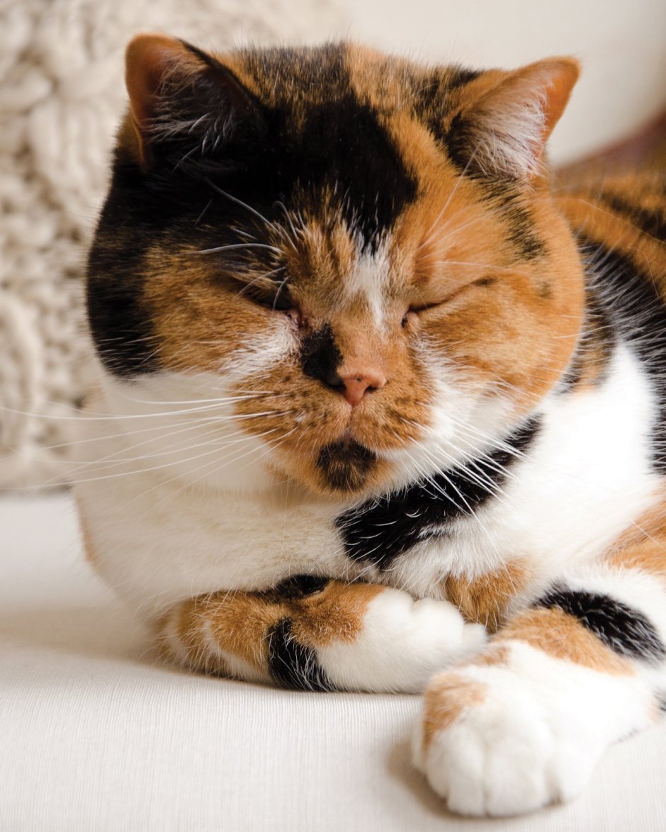 Кошка Мотя