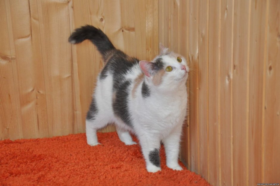 Куки кот или кошка
