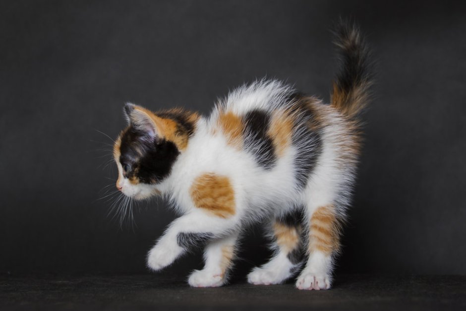 3 Цветный котенок