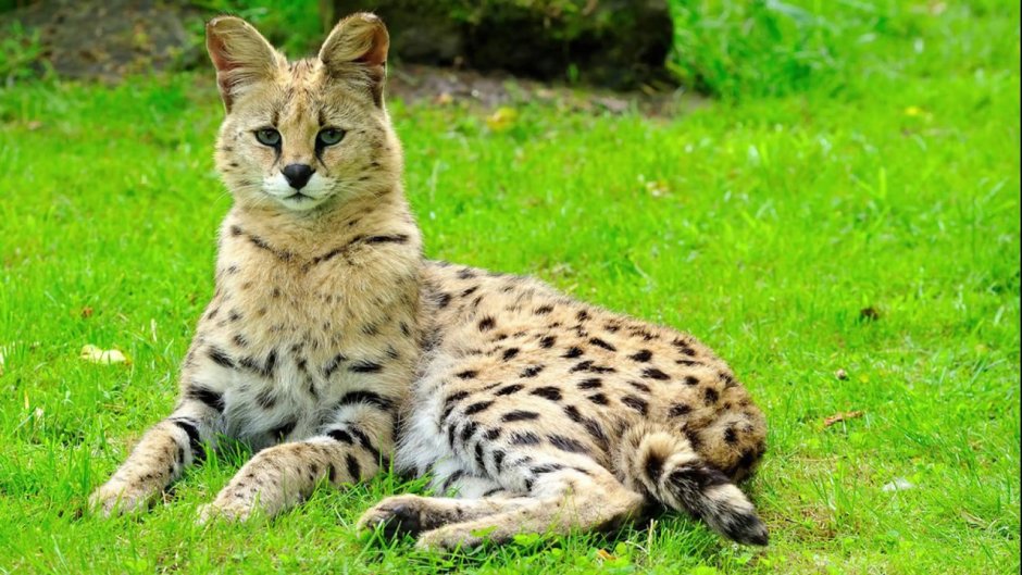Сельвар кошка