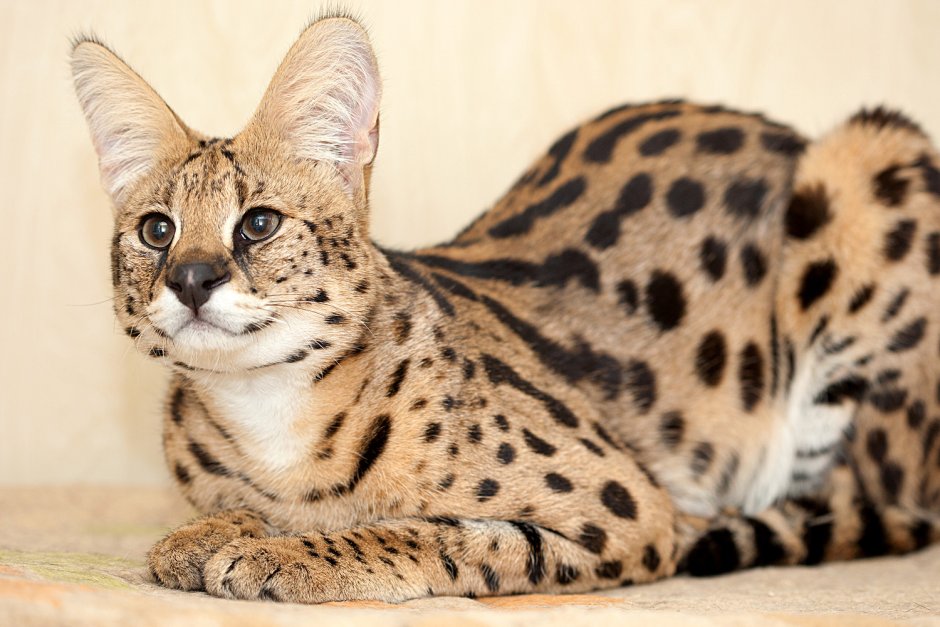Кот сервал