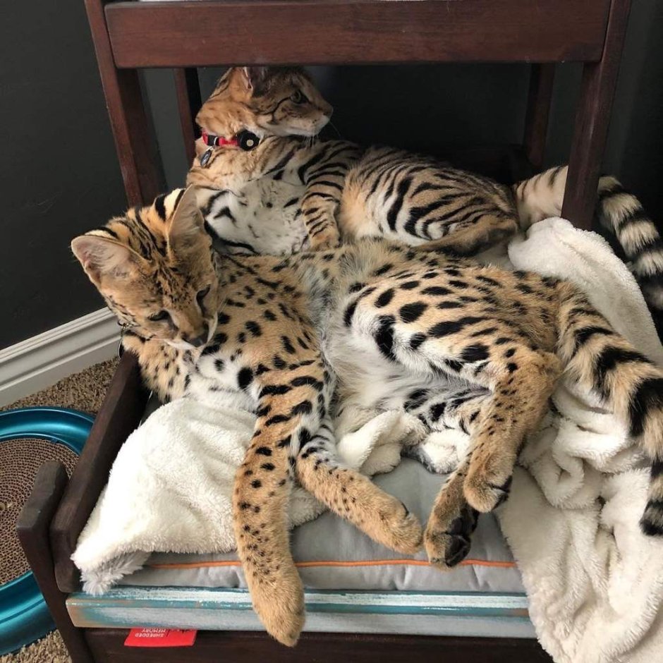 Дикие кошки для дома