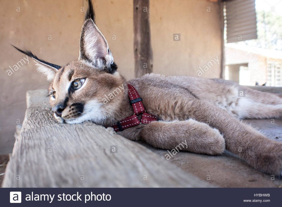 Котята породы каракал