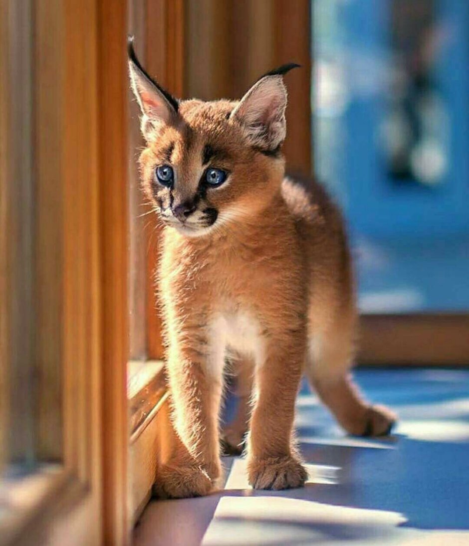 Каракал кошка