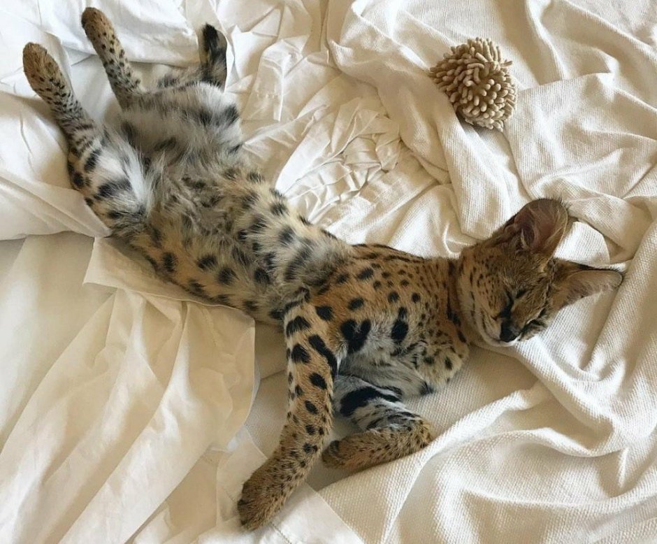 Кот породы сервал
