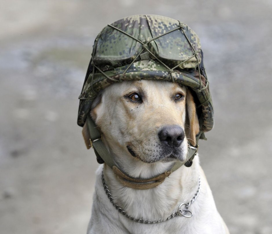 Военная собака